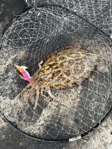 モンゴウイカの釣果