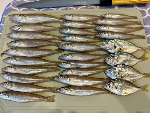 シロギスの釣果