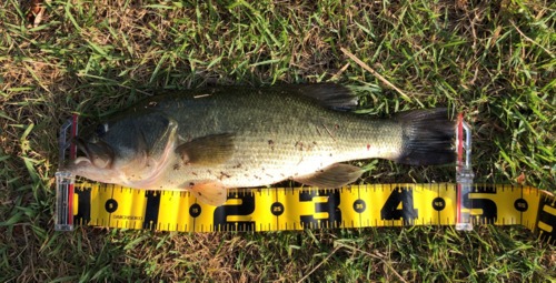 ブラックバスの釣果