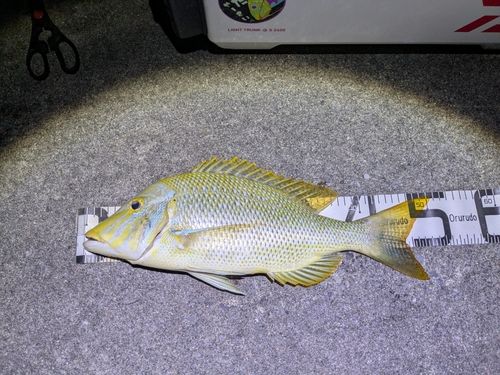 タマンの釣果