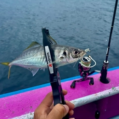 マアジの釣果