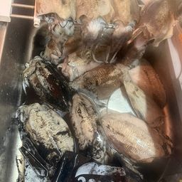 コウイカ