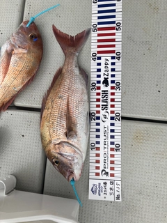 マダイの釣果
