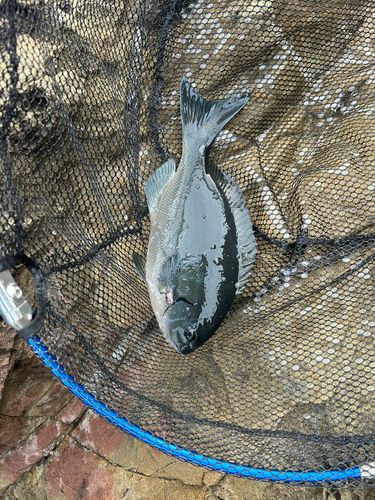 クロの釣果