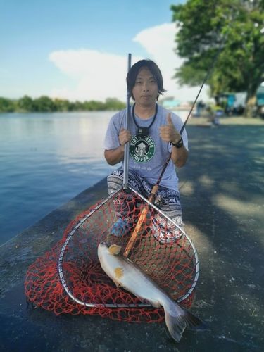 メコンオオナマズの釣果