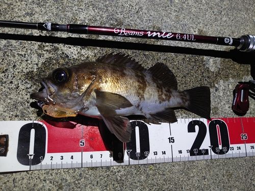 メバルの釣果