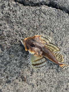 ギスカジカの釣果