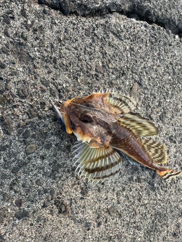 ギスカジカの釣果
