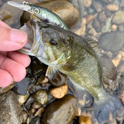 スモールマウスバス