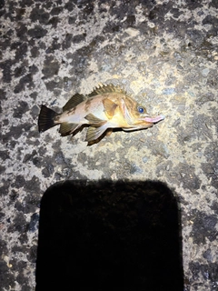 アカメバルの釣果