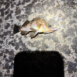 アカメバル