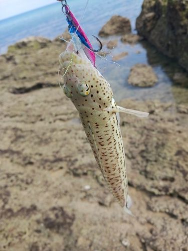 オグロトラギスの釣果