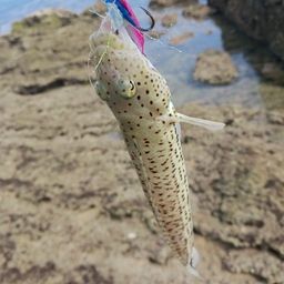 オグロトラギス