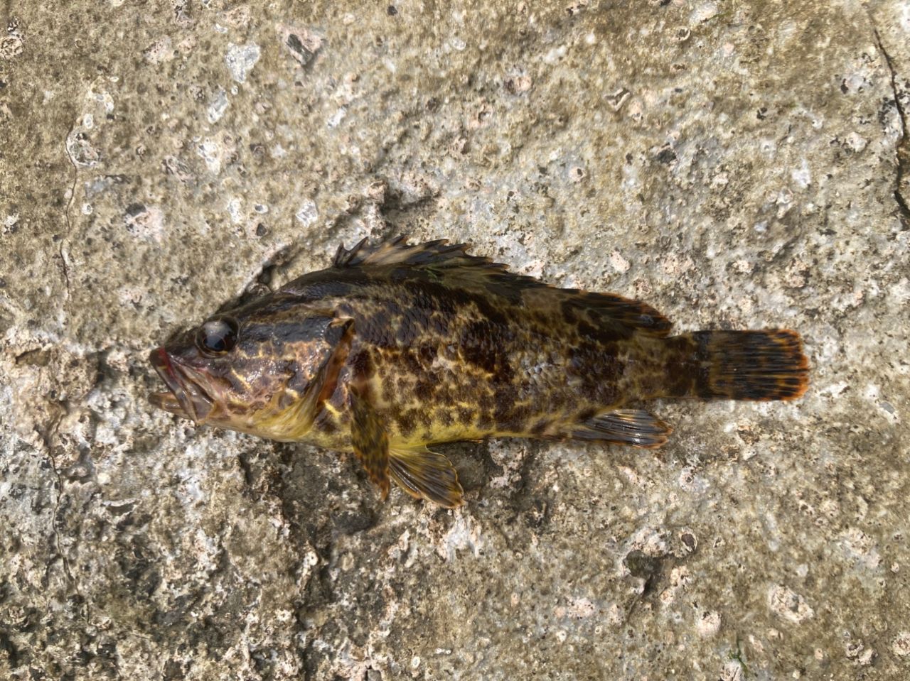 タケノコメバル