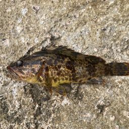 タケノコメバル