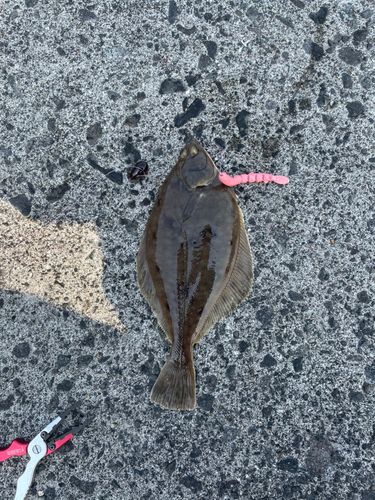 カレイの釣果