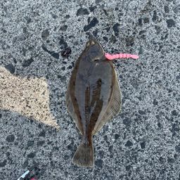 カレイ