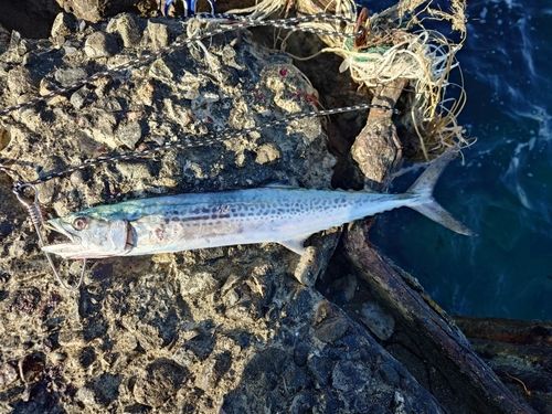サゴシの釣果