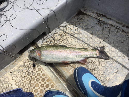 ニジマスの釣果