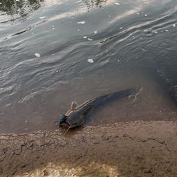 ナマズ