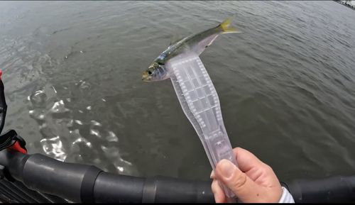 カタクチイワシ