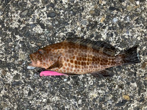 オオモンハタの釣果