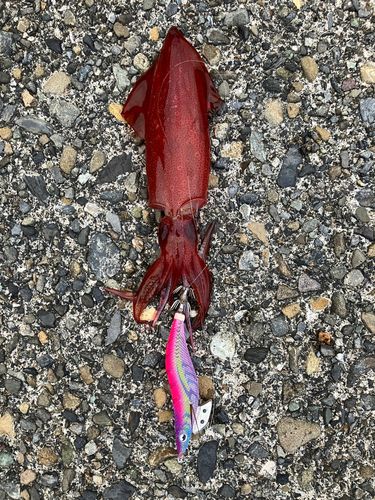 アカイカの釣果