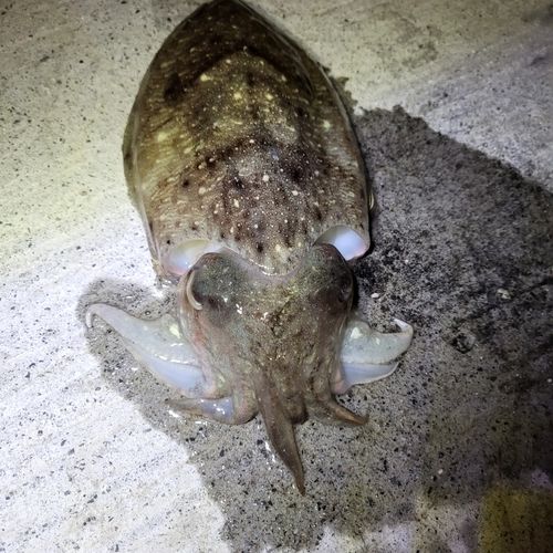 コウイカの釣果