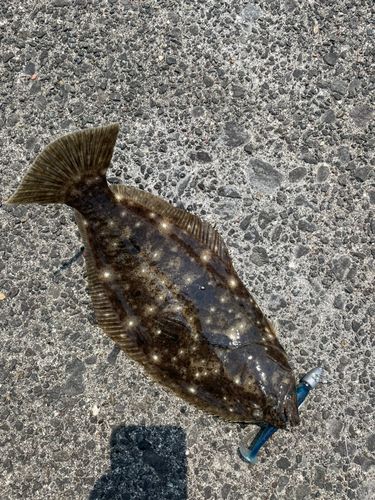 ヒラメの釣果