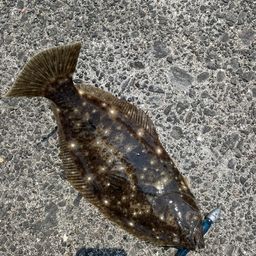 ヒラメ