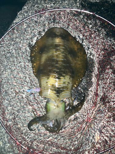 アオリイカの釣果