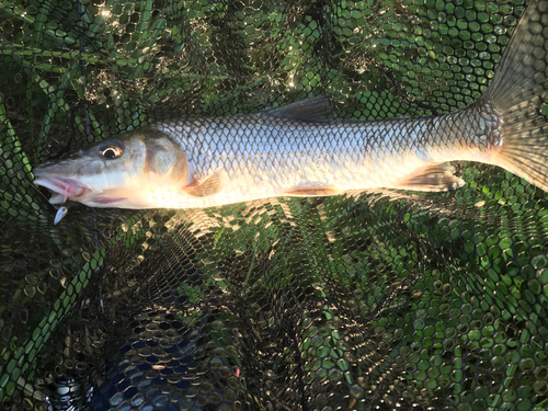 ニゴイの釣果