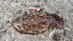 モンゴウイカの釣果