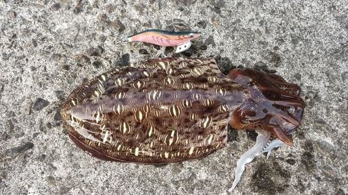 モンゴウイカの釣果