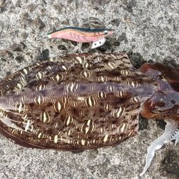 モンゴウイカ