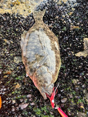 カレイの釣果