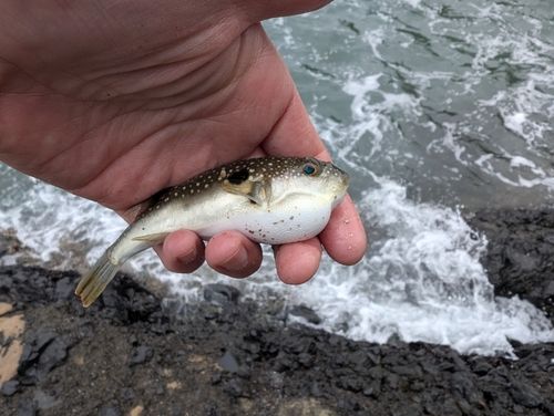 クサフグの釣果