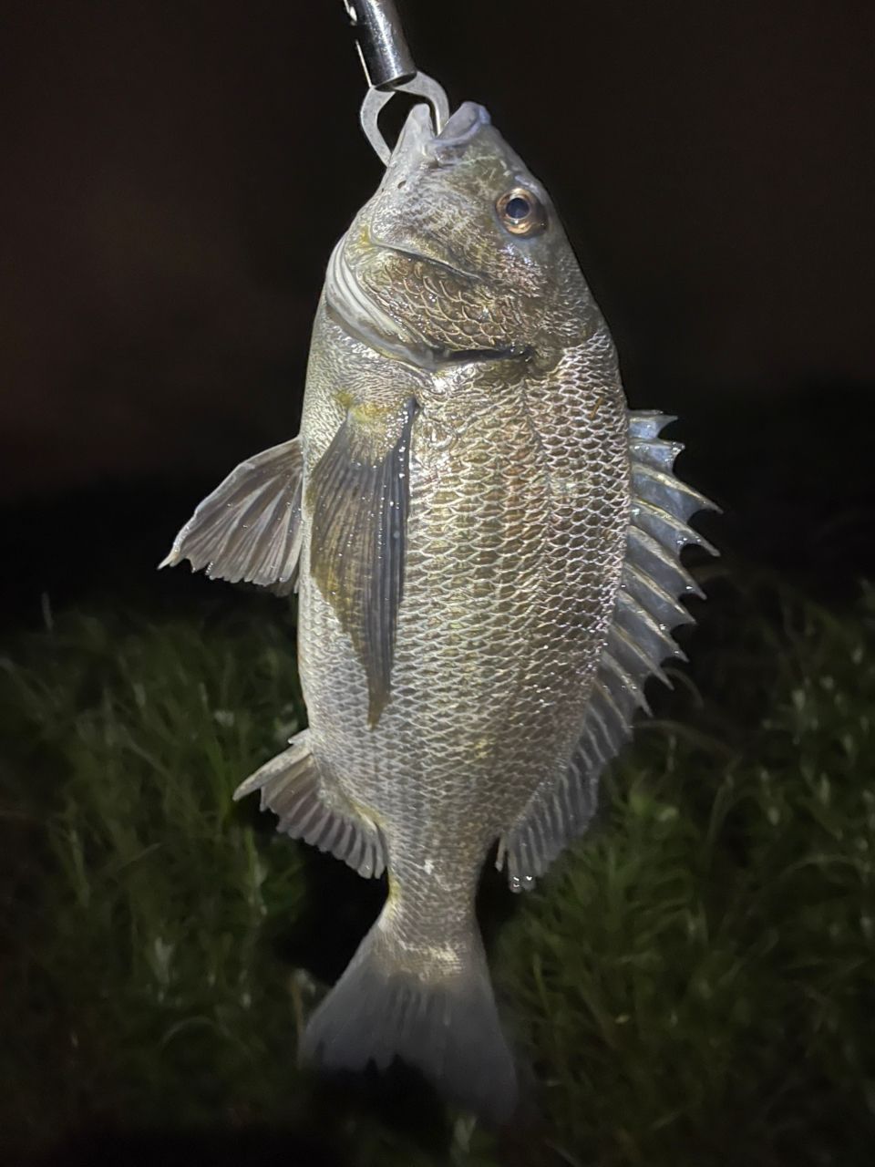 オーバーゼアグランデ 100MH ショアジキング 楽天市場】ダイワ（DAIWA） オーバーゼア グランデ（ショアジギ