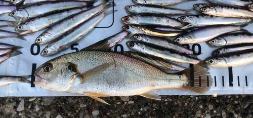 イシモチの釣果