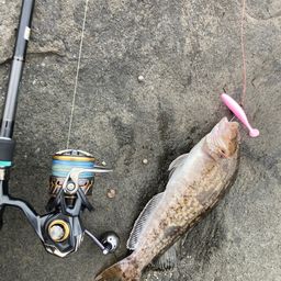 アイナメ