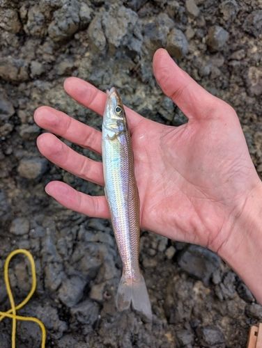 シロギスの釣果