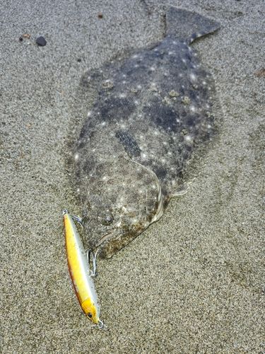 ヒラメの釣果