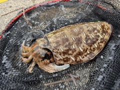 モンゴウイカの釣果