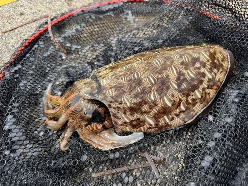 モンゴウイカの釣果