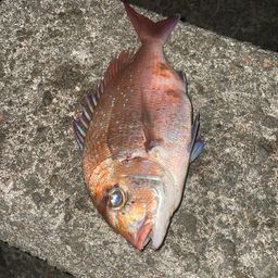 マダイ