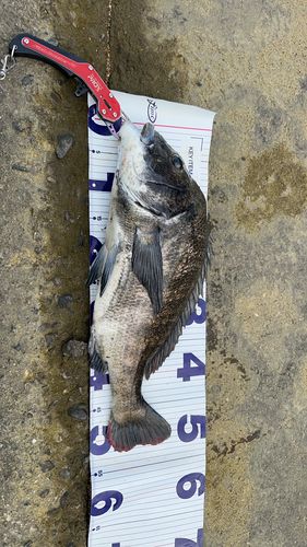 チヌの釣果