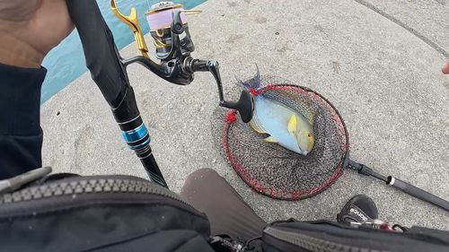 トカジャーの釣果