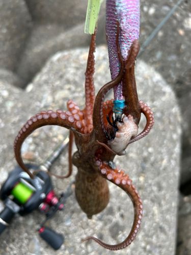 タコの釣果