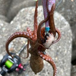 タコ