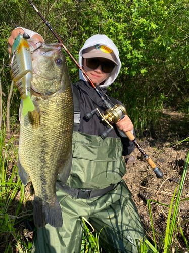 ブラックバスの釣果